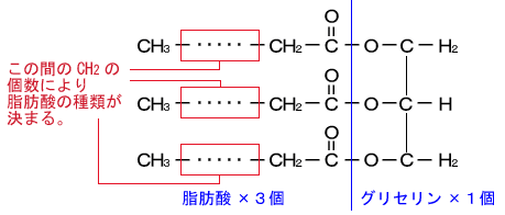 画像:油脂の構成(構造式)